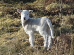 SX12862 Tiny white lamb.jpg